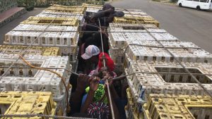 Apresan indocumentados que viajaban en camión cargado de cajas para transportar pollos