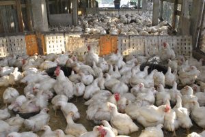 Autoridades agropecuarias garantizan abundancia de pollo en Navidad y Año Nuevo