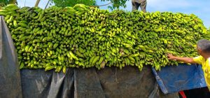 Inespre inicia compra 14 millones de plátanos a productores afectados por ventarrón en Salcedo, Villa Tapia, Moca y La Vega