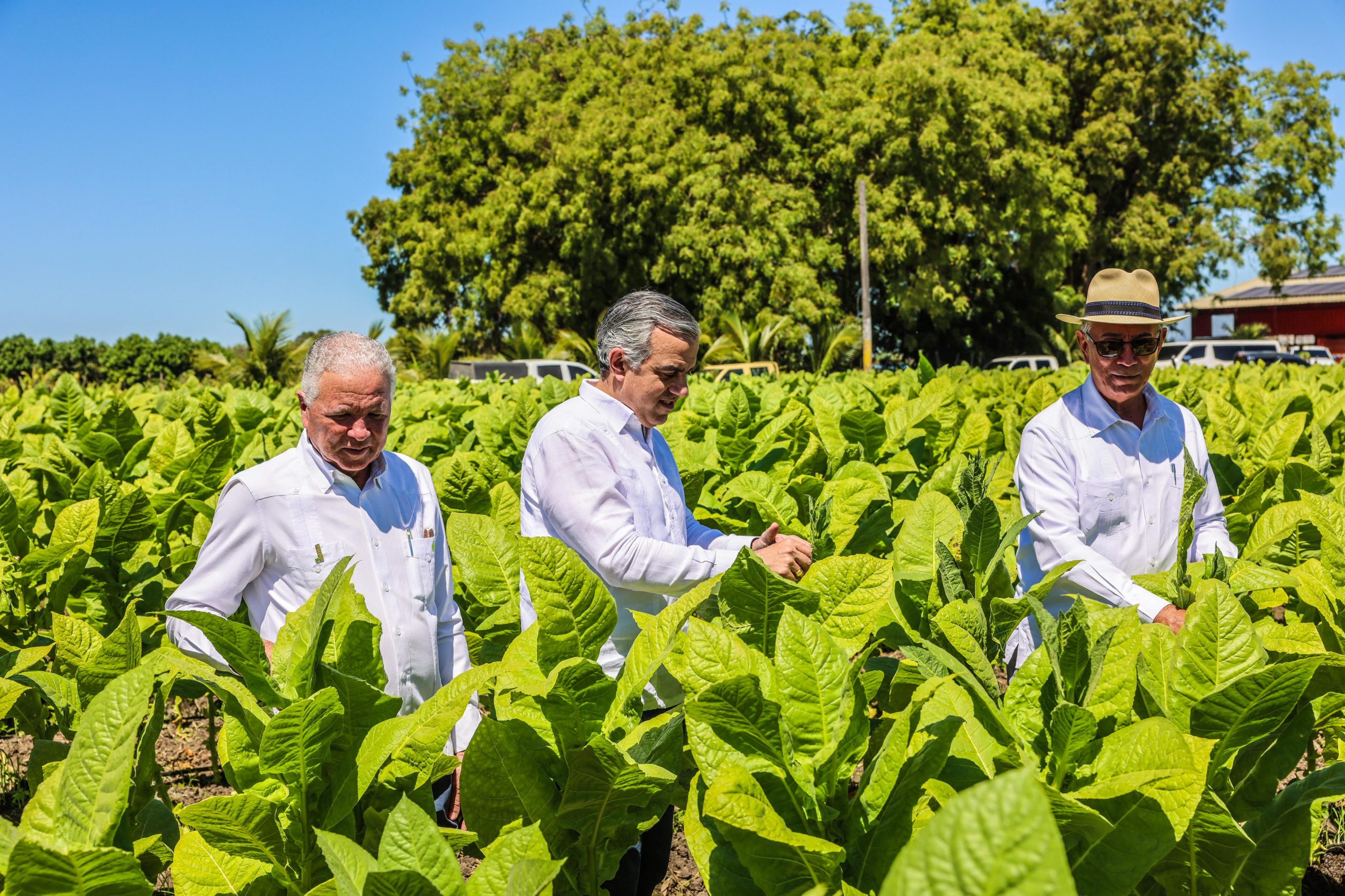Tabaco dominicano llega a 148 países informó Intabaco